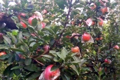提高蘋果坐果率的方法，施足底肥可增加樹體的營養(yǎng)積累、促進(jìn)坐果