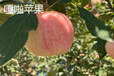 常見(jiàn)的蘋(píng)果品種，紅富士、金帥、紅將軍等品種較常見(jiàn)