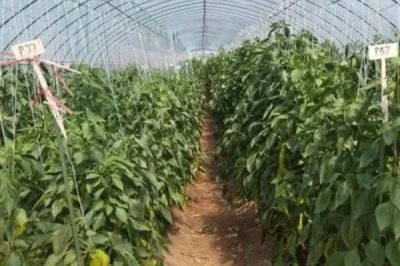 溫室辣椒如何施肥，不同生育期所需肥也不同