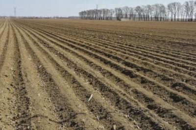 急性子的種植方法，可在春季和夏季播種