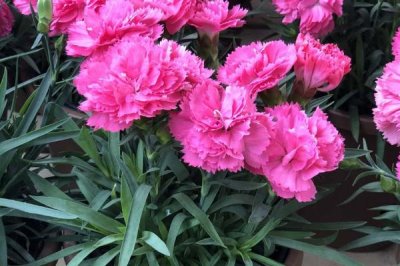 康乃馨種苗的批發(fā)價格和種植方法，夏季要避免陽光直射