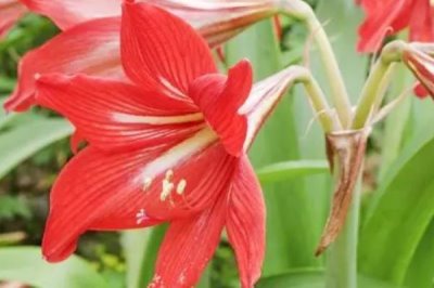 對(duì)紅的花語(yǔ)，寓意好運(yùn)、幸福