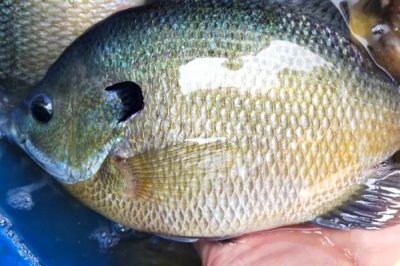 太陽(yáng)魚(yú)的價(jià)格，一斤需要12-16元左右