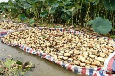 蓮藕定植不發(fā)棵的原因，是無(wú)性繁殖作物