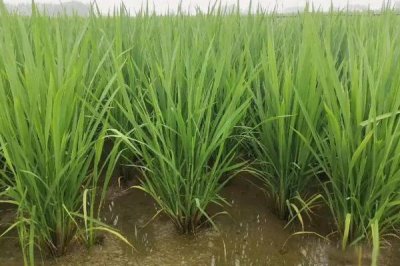 甬優(yōu)55水稻種子特點，該品種植株較高