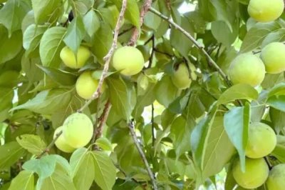 青梅的價(jià)格，價(jià)格在2-6元一斤