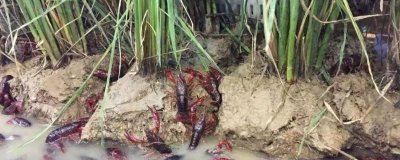養(yǎng)殖小龍蝦的模式有哪些，可分為蝦池精細(xì)養(yǎng)殖、水田開放式養(yǎng)殖、魚蝦混合養(yǎng)殖等類型