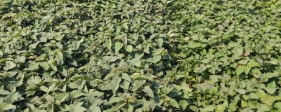 西瓜紅紅薯的種植技術(shù)，可在五一節(jié)假日的后10天定植