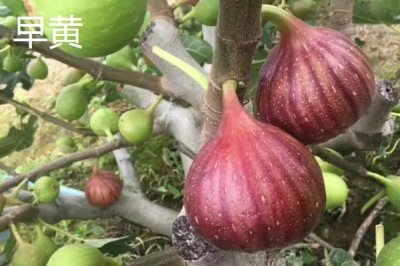 無(wú)花果的產(chǎn)地，在國(guó)內(nèi)主產(chǎn)于山東、江蘇、廣東、陜西等省份