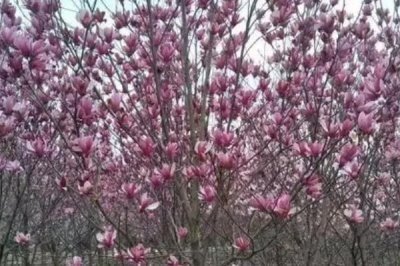 紫玉蘭是什么植物，為中國兩千多年的傳統(tǒng)花卉