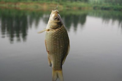 冬天釣鯽魚怎么選浮漂，盡量選擇靈敏度高的浮漂