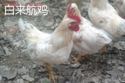 產(chǎn)蛋率高的雞品種,部分也可作為肉雞養(yǎng)殖