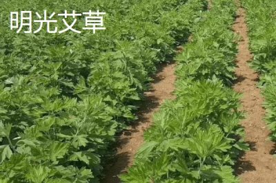 安徽省明光市的特產(chǎn)，明光梅魚(yú)一直列為席上佳肴