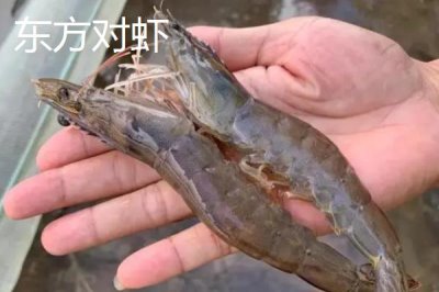 東方對蝦的產(chǎn)地，主產(chǎn)于東海、黃海、勃海等海域