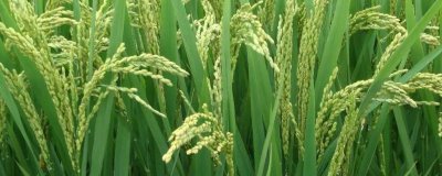 金珍優(yōu)早絲水稻種子特征特性，全生育期109.9天