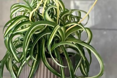 不用勤澆水的省心室內(nèi)盆栽植物，這7種可嘗試種植