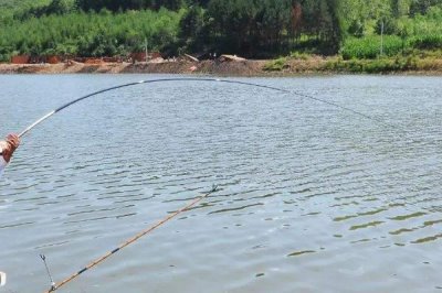 黑漂提竿不中魚如何處理，魚口太滑可換成小鉤細(xì)線降低其警惕性