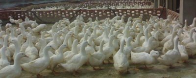 養(yǎng)殖肉鴨怎么節(jié)省飼料，合理搭配日糧的營養(yǎng)可減少飼料消耗量