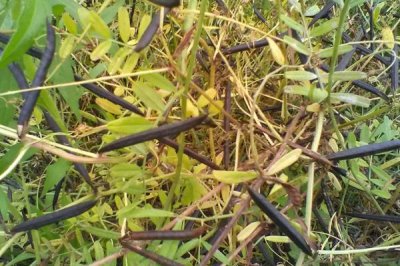 綠豆田的三棱草如何防除，可以選用滅草松