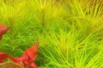 稻穗水草好不好養(yǎng)，養(yǎng)殖難度較大、對環(huán)境要求較嚴(yán)格