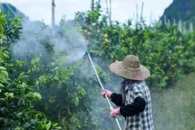 適合做葉面肥的肥料，通常包含葉肥、葉面肥或葉面營養(yǎng)液