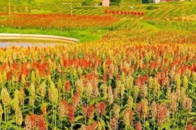 什么高粱畝產(chǎn)2000斤，目前沒有畝產(chǎn)2000斤的品種