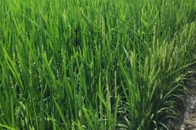 泰兩優(yōu)香占水稻種子介紹，秧田播種量每畝10-15公斤