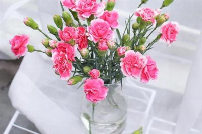 11朵康乃馨的花語，寓意是一心一意