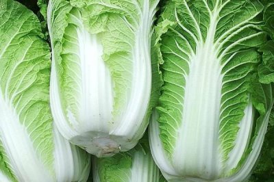 秋天種植的蔬菜有哪些，包括菠菜、香菜、白菜、蘿卜等品種