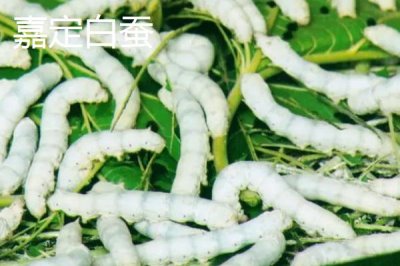 上海市嘉定區(qū)的特產，嘉定白蒜深受本地人的歡迎