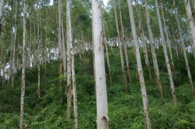 桉樹的施肥技巧，掌握施肥方法合理追肥