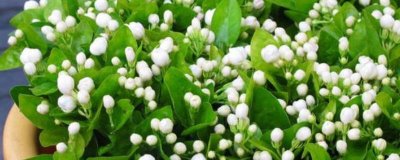 茉莉的花語(yǔ)，不同顏色的花語(yǔ)不同