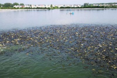 靜水土池塘養(yǎng)魚高產(chǎn)技術，放養(yǎng)密度應超過1000尾