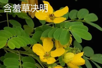 含羞草會不會開花，花期在7-10月之間