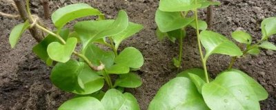 藤三七的種植方法，通常都是采用扦插繁殖的方法