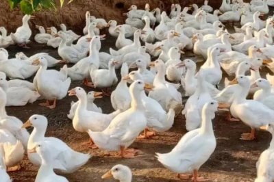 冬天怎么養(yǎng)殖肉鴨，重點要做好保溫措施