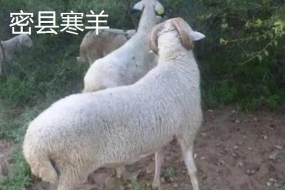 河南新密市的特產(chǎn)，當(dāng)?shù)禺a(chǎn)的金銀花品質(zhì)極好