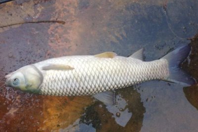 草魚比鯉魚貴的原因，肉質(zhì)和口感比鯉魚更好