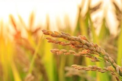 泰豐優(yōu)208水稻品種的特性，秧田播種量每畝10-15公斤