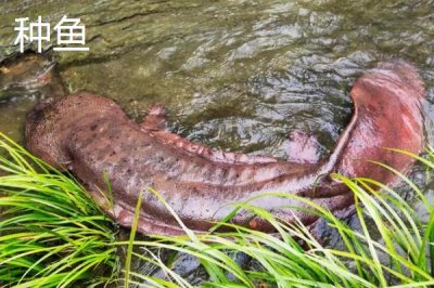 娃娃魚商品魚和種魚的鑒別方法，商品魚的色澤一般比較蒼白