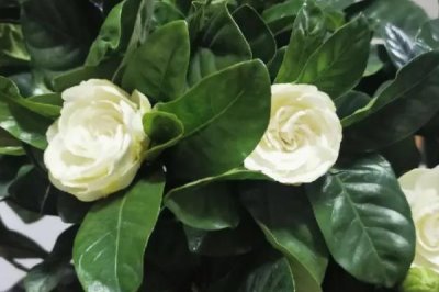 白色花卉品種，包括水仙花、梔子花、茉莉花等種類