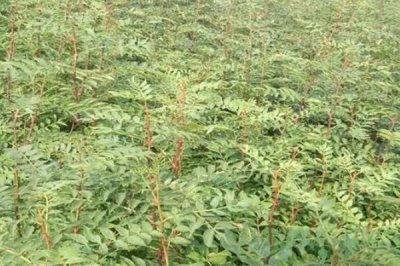 哪里可以購(gòu)買花椒苗，各地的行情時(shí)有浮動(dòng)