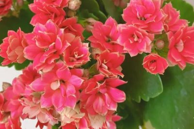 長(zhǎng)壽花不開(kāi)花的原因，光照不足或養(yǎng)分不夠都會(huì)導(dǎo)致