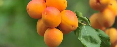 杏的價(jià)格，便宜的2元一斤貴的10元一斤