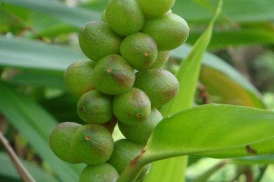 廣東種植哪些藥材能掙錢，可種植砂仁、益智、廣藿香等品種