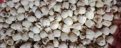 江西石城縣的特產(chǎn)，石城白蓮馳名中外