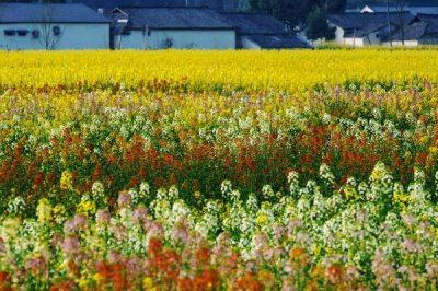油菜的開花時間，通常在3-4月份開花