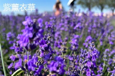 紫色花卉的花語，不同花卉的花語不同