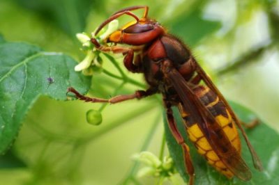 被馬蜂蟄了幾天能自愈，取決于蜂種