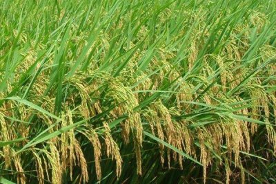 淳豐優(yōu)1028水稻種子特點(diǎn)，秧田畝播種量8～10公斤